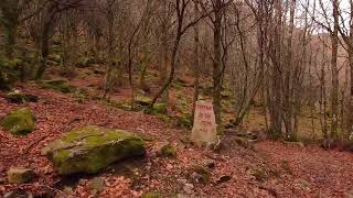 PASEANDO POR EL HAYEDO DE BUSMAYOR EN EL BIERZO