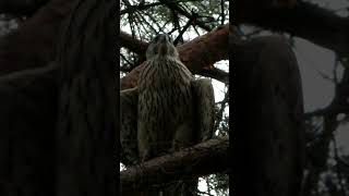 Ястреб / Hawk #birds #wildlife #nature