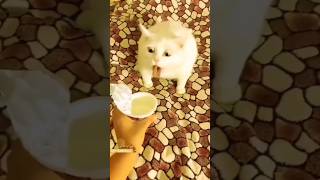 Funny Animals 2023 😂 - Funniest Cats and Dogs video 🐱 🐶 #shorts