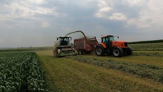 3rd Cut Alfalfa & Scouting Corn