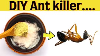 DIY Ant killer to get rid of ants permanently naturally - Homemade ant trap