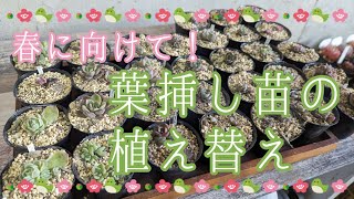 【多肉植物】春に向けて！葉挿し苗を植え替えます！