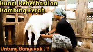 Pemeliharaan Kambing Perah di Sahabat Ternak 1 - Biaya murah hasil Melimpah