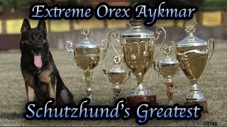 Schutzhunds Greatest Dogs *Extreme Orex Aykmar*