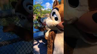 Hide n Squeak with Chip and Dale - #waltdisneyworld