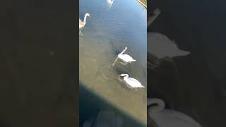 Feeding the Ducks 🦆 at Liverpool Beach 🏝