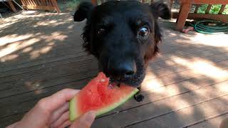 Boy Dog loves watermelon