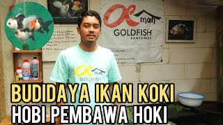 KISAH SUKSES OEMAH GOLDFISH RAUP UNTUNG DARI BUDIDAYA IKAN MAS KOKI DI SAMPING RUMAH