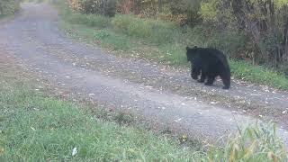 bear along the road 7Oct2023