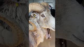 Rancher Arrested For Hybrid Wild Sheep Creation