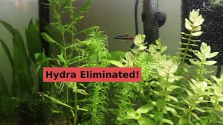 Hydra Eliminated and Guppy Update | 29 Gallon Planted Tank Episode 5