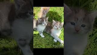 Gorgeous Maine Coon Kittens