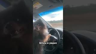 Собака любит ездить за рулём #шпиц #юмор #pets #funny