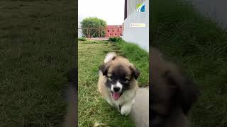 The CUTEST Video of Puppy Running #channel27