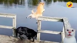 Laugh Challenge: Funniest Dogs and Cats Moments - Part 17