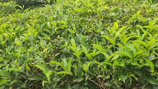 TEA ESTATES, WAYANAD