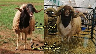 سلالة تيمحضيت أو سلالة البركي | تنافس الكبار...؟🤔