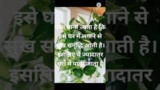 money plant|| benifits of money plant||##shorts