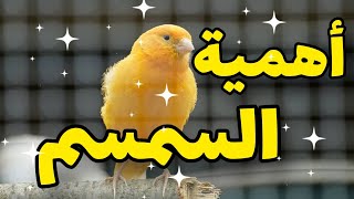 فوائد الجلجلان (السمسم) للكناري