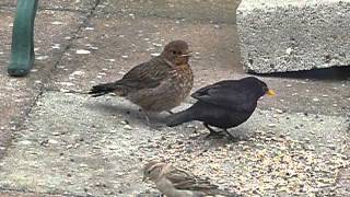 Blackbird Feeding Lesson