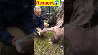 😱Respect#amazing #animals #animalsworld. #shortsfeed #shortsviral #shorts #sport