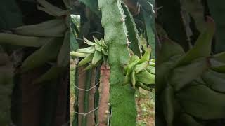 Dragon fruit farming # Dragon fruit #Siam red #shorts #dragon