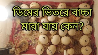 ডিমের ভিতরে বাচ্চা মারা যায় কেন? কেন বীজ ডিম কম হয়?ডিমের ভ্রুণ নষ্ট হয়ে যায় কেন?