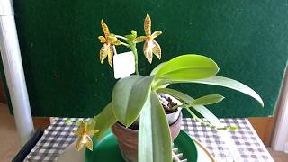 orchid Phal. cornu cervi