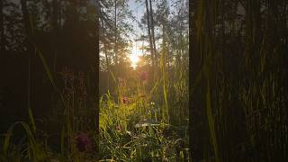 Sunrise Scene | Beautiful Nature View | Nature Status | Shot On Iphone 14  | Cinematic Video Shorts