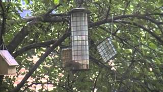 Backyard Bird Feeders