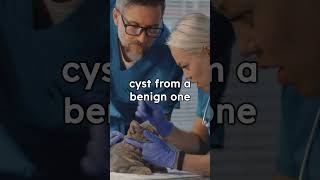 "Dogs and Cysts: Understanding and Treatment