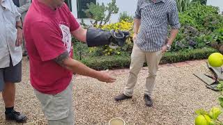 Male Boomslang "Dispholidus typus" - capture at Galenia Estate near Montagu