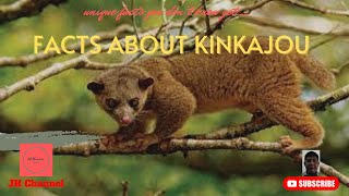 5 Interesting Facts About Kinkajou, Unique facts you don't know yet…