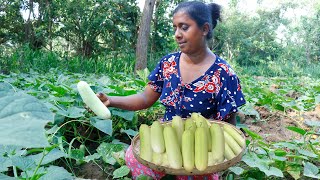 Some of the special dishes I make for cucumber flavor.. .village kitchen recipe