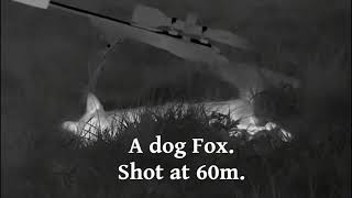 Fox shooting using a Tikka 22-250 and Pulsar Thermal gear.