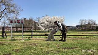 Догтренинг в Японии. Мадонна. Adiestramiento canino en Japón.  Madonna .