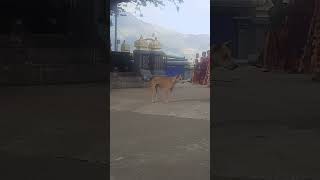 muruga dunaj  / dog vedio @cvijaychelladurai