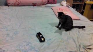 Cat vs Toy car