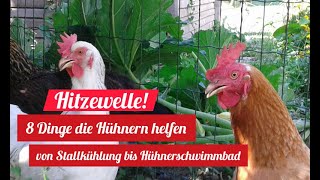 8 Mittel gegen Hitzestress bei Hühnern | 8 remedies against summer heat for chickens