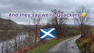 Well we had Highland Coos blocking the road previously, but now ducks are our next problem!