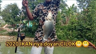 LUAR BIASA..!! Mancing dapat ikan mas Babon, Ramadhan penuh berkah.