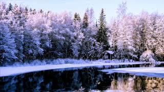 Лес. Зима. Снег. Forest. Winter. Snow.