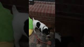 Winston, the cutest Decker rat terrier puppy, gets his first toy from his basket. #ratterrier