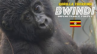 Gorilla Trekking in Bwindi Impenetrable Forest   Uganda 2024