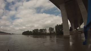 2 deer swimming in the Fraser River under the Port Mann Bridge