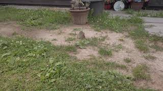 Front Yard Baby Rabbit