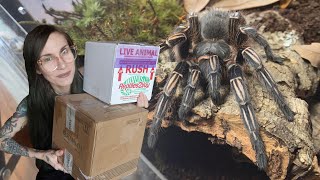 DOUBLE TROUBLE!.. Unboxing 2 Adult Tarantulas!!