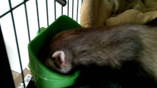 THIRSTY FERRET