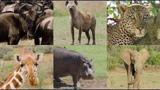 Name that: African Animal Species