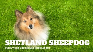 Shetland Sheepdog  | Everything You should Know About #dogs #dogbreed @secret_animals